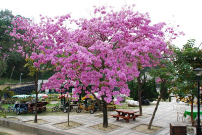 学名：Tabebuia pentaphylla 别名：红花风铃木、巴拉圭风铃木 科名：紫葳科 属名：风铃木属 原产地：原产热带南美州，是美洲热带有名的观赏树木