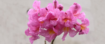 学名：Tabebuia pentaphylla 别名：红花风铃木、巴拉圭风铃木 科名：紫葳科 属名：风铃木属 原产地：原产热带南美州，是美洲热带有名的观赏树木