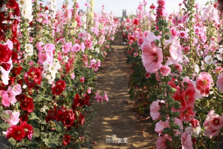 蜀葵花海：『台南』學甲．蜀葵花海