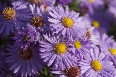 小小麋鹿【花语字典】White Monte Casino(Aster)石南紫菀.花语：耐心