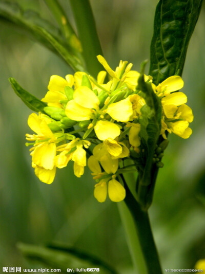 小小麋鹿【花语字典】Turnip(Brassica rapa)芜菁.花语：慈祥