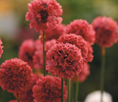 小小麋鹿【花语字典】Thrift(Armeria)海石竹.花语：同情