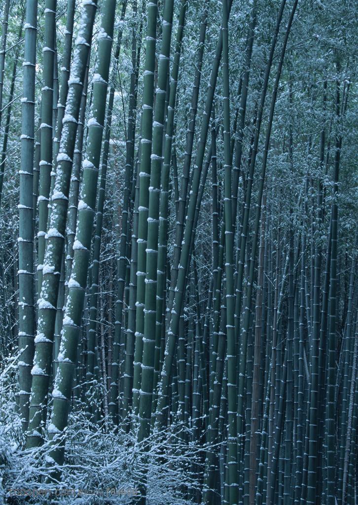 冰天雪地-被雪花积压着的竹林高清桌面图片素材