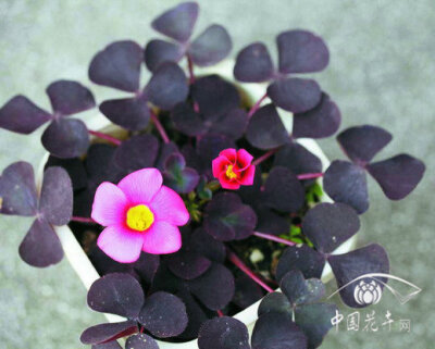 紫叶芙蓉酢浆草