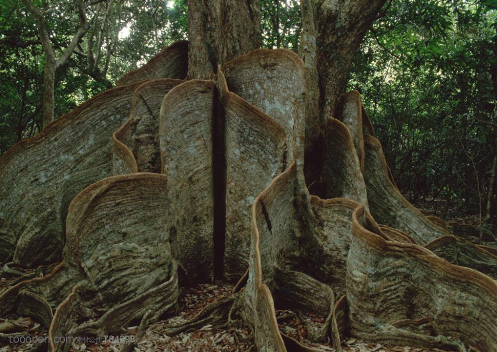 树木树叶-大树根部一些像扇子一样的须根