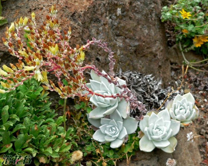 仙女杯属Dudleya_farinosa