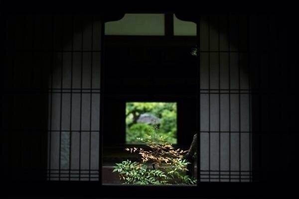 雨后京都高桐院