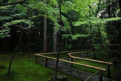 雨后京都高桐院