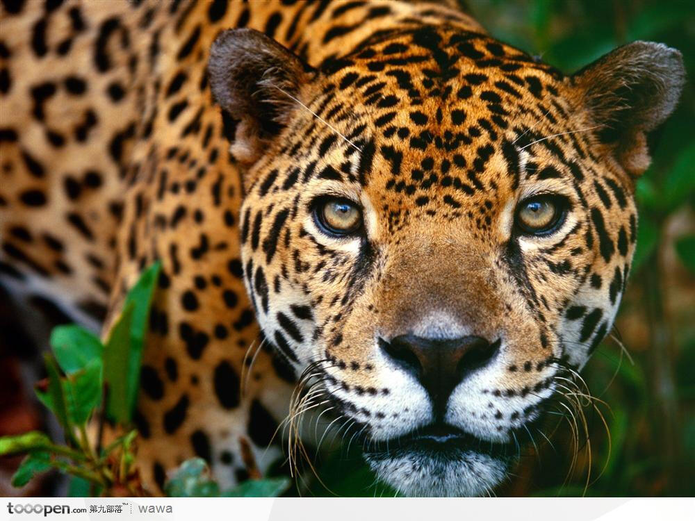 豹子的头部近景