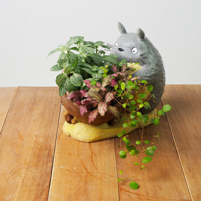 屿路生活 新品上新 龙猫盆栽 原创绿植 创意礼品 桌面绿植