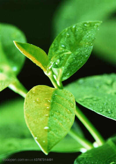 树木树叶-茉莉花枝头上的嫩绿的叶子摄影背景桌面壁纸图片素材