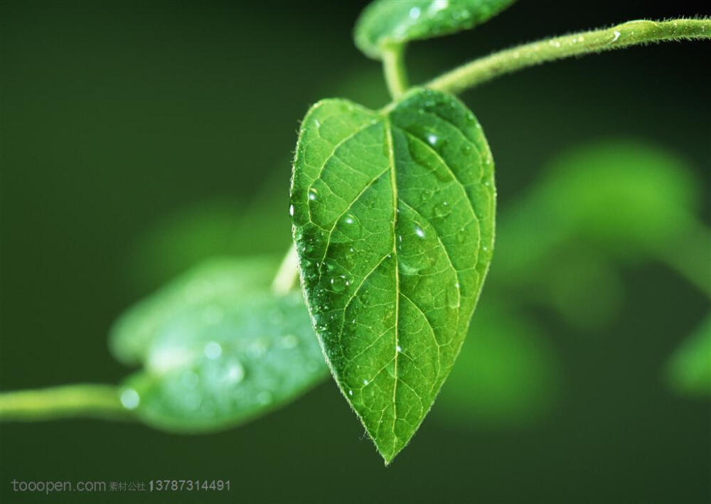 树木树叶-藤蔓植物上的叶子挂满了露水高清摄影桌面壁纸图片素材