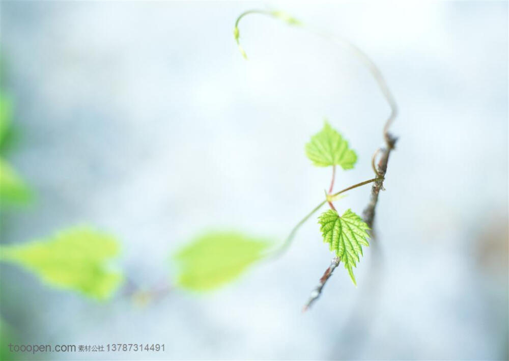 树木树叶-葡萄藤藤蔓缠绕着高清图片素材