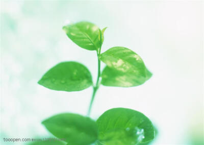 树木树叶-嫩绿的茉莉花枝条高清摄影图片素材