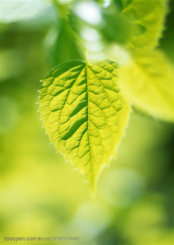 树木树叶-阳光照耀下的心形树叶特写摄影背景桌面壁纸图片素材