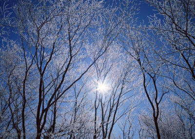 树林树木-太阳照耀着树林中树木的树枝挂着冰雪高清桌面图片素材