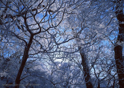树林树木-仰视树林中弯曲的树枝挂着冰雪高清桌面图片素材
