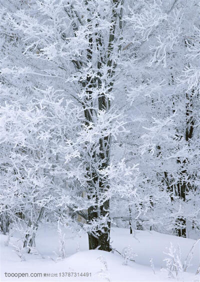 树林树木-树林里的大树被大雪包裹形成雾凇特写