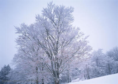 树林树木-雪地里的坡地上一片形成雾凇的树林