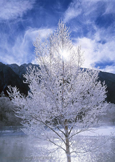 树林树木-山林中的大树被大雪包裹形成了美丽的雾凇