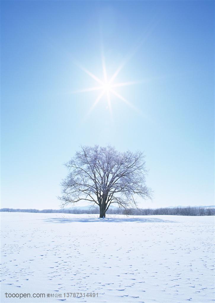 树林树木-阳光照耀下的雪地中的大树和树影高清桌面图片素材