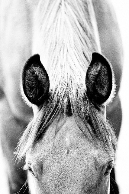 Horse photography idea