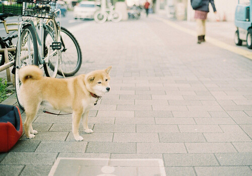 shikuneh: 柴 犬 by miffy 米啡 on Flickr.