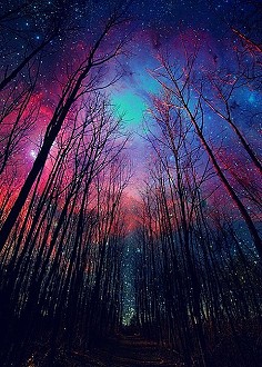 森林灿烂夜空
