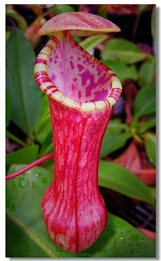 千姿百态猪笼草 &amp;br&amp;