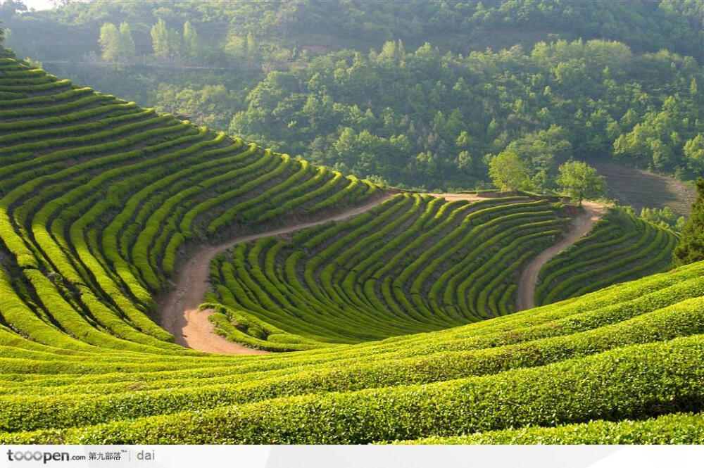 自然景致-连绵起伏的茶园摄影背景桌面壁纸图片素材