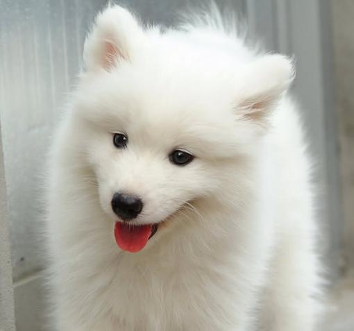 日本狐狸犬(Japanese Spitz)又称日本史必滋、日本尖嘴犬等。 “Spitz”的德文原意为“尖嘴”的动物，故此而称尖嘴犬，又因面酷似狐狸，所以定名为狐狸犬。