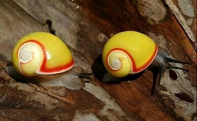 世界上最漂亮的陆地蜗牛，这些都是生活在古巴的彩色蜗牛！