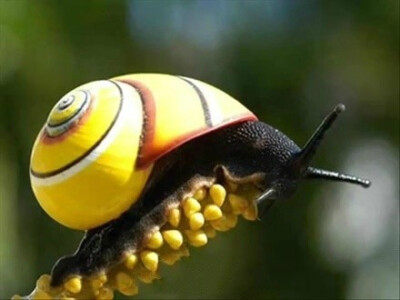 世界上最漂亮的陆地蜗牛，这些都是生活在古巴的彩色蜗牛！