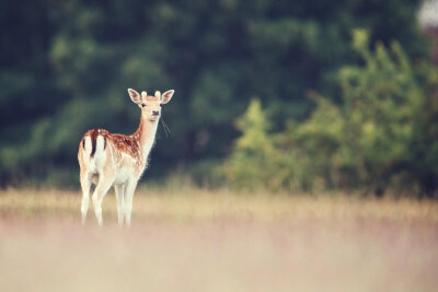 我知道这是你爱的，deer