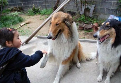 苏格兰牧羊犬，是一种明星犬，他们善解人意，很友善，苏格兰牧羊犬别名柯利犬。产于英国，原是一种下等犬，直到1860年，因维多利亚女王的竭力称赞而出名，1880年在伯明翰第一次展出。后与俄国牧羊犬杂交，使其变得高贵而忧郁，一部非常成功的电影使其真正再起。