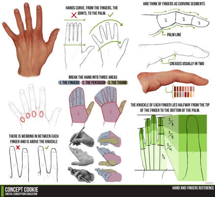 非常实用的手的画法教程，颜色比例都简洁明了，英语渣的小伙伴们也不用担心看不懂啦～（by_concept cookie）