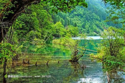 四川九寨箭竹海高清图片素材