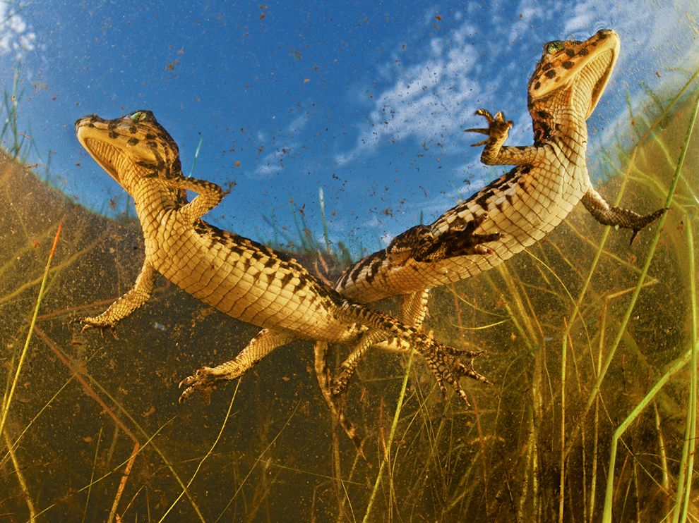 Picture of caimans swimming, Brazil