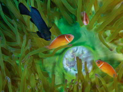 Picture of a threespot damselfish swimming in Kimbe Bay