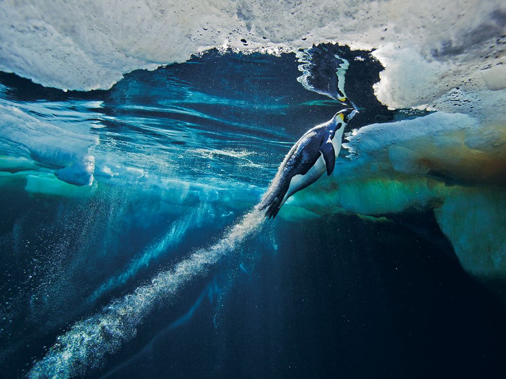 Picture of an emperor penguin launching from the sea to the ice in Antarctica