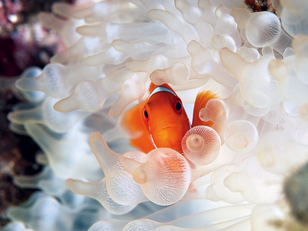 Photo: Clownfish swimming among anemone