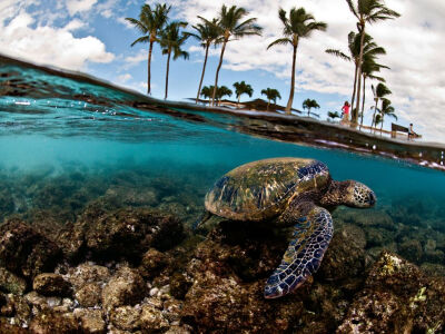 Photo: Green sea turtle swimming underwater