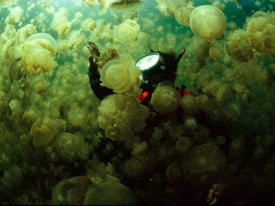 Photo: Jellyfish swarm around a snorkeler