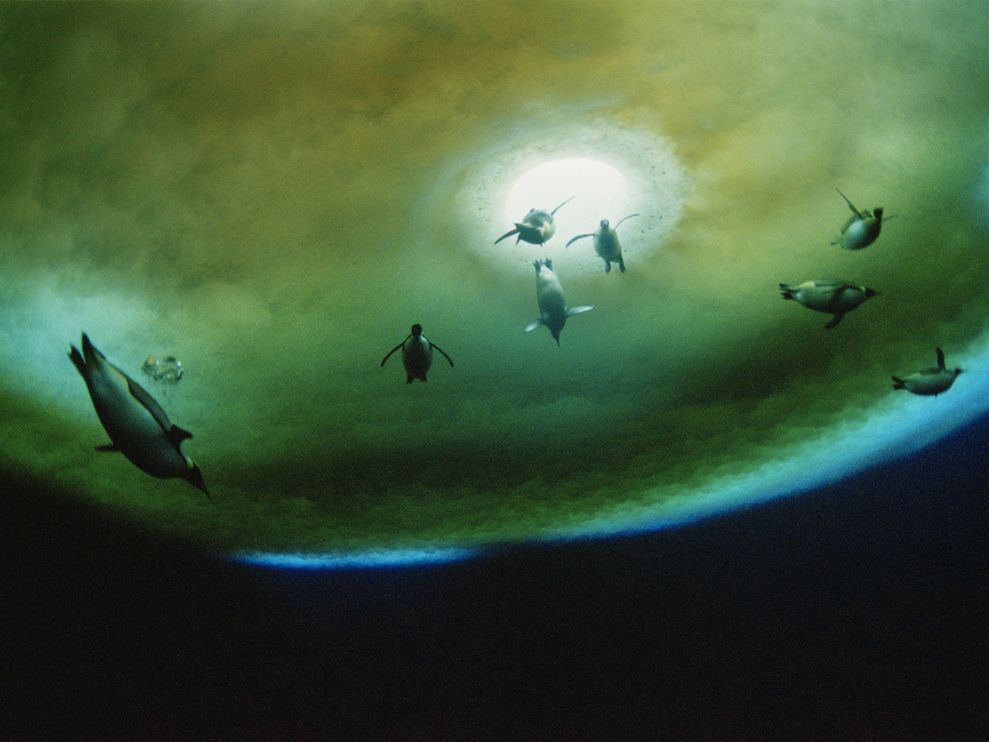 &lt;p&gt;Photo: Penguins swimming under water&lt;/p&gt;