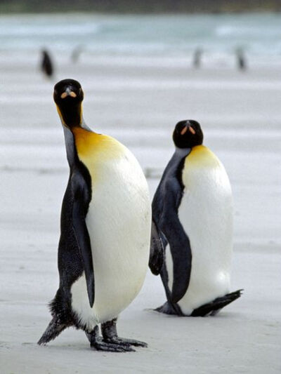 Photo: King penguins on an Antarctic beach