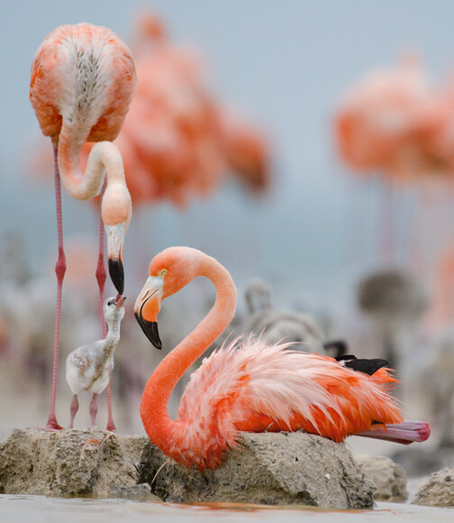 Photograph by Klaus Nigge Prospective parents use their beaks to scrape together a nest mound for their egg. When it hatches, the proud pink parents feed their chick crop milk, an elixir rich in fat and protein that both parents produce in their digestive tracts and regurgitate.