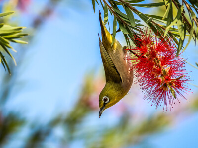 Picture of a Japanese white-eye