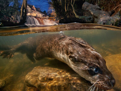 Picture of a Eurasian otter in England