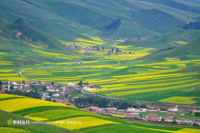 青海卓尔山山村油菜花美景高清桌面图片素材