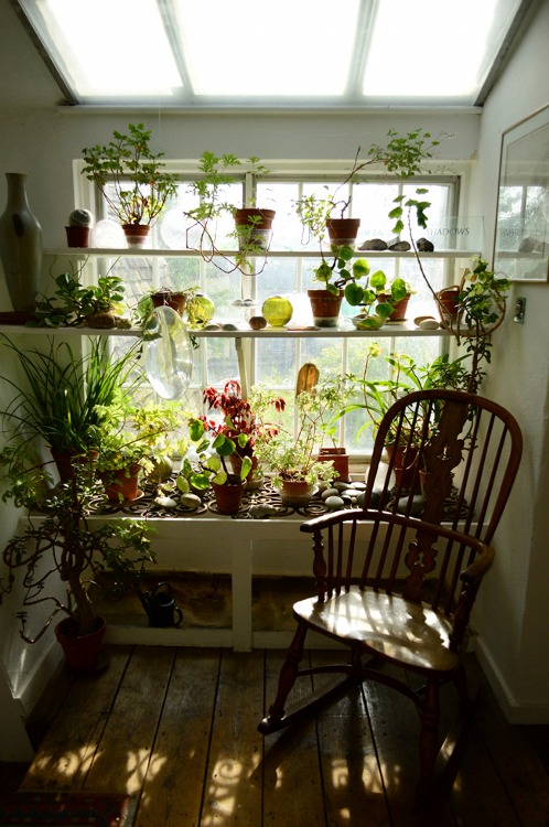 bluepueblo: Indoor Garden, Cambridge, England photo via danielle